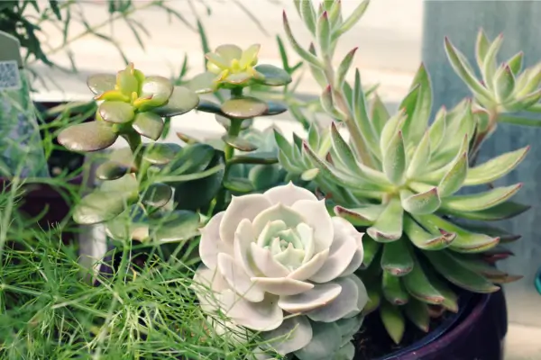 Como Cultivar Suculentas: Guia para iniciantes