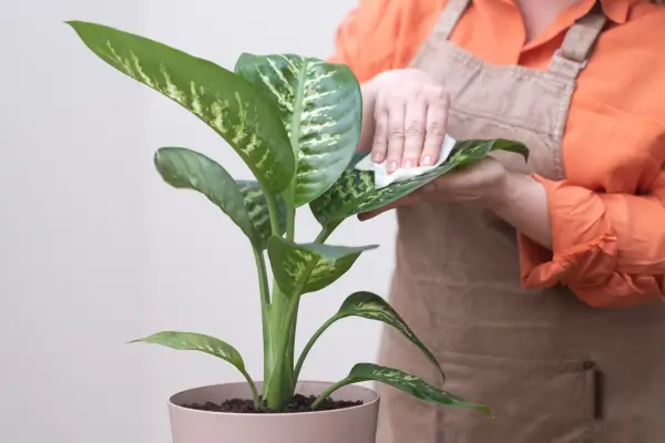 Guia de Cuidados para Plantas em Apartamentos Durante o Inverno
