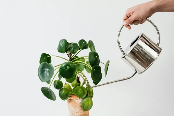 Guia de Cuidados para Plantas em Apartamentos Durante o Verão