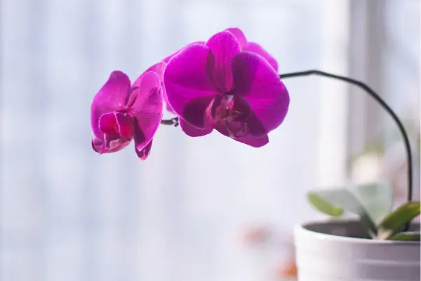 Dicas para Cultivar Flores em Apartamentos Pequenos e Fechados