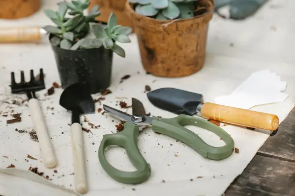 Ferramentas indispensáveis para ajudar no cultivo de plantas em apartamento