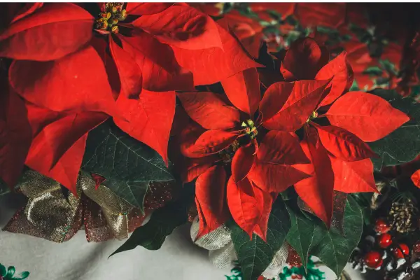Flores Natalinas: Como Usar Poinsétias para uma Decoração Encantadora